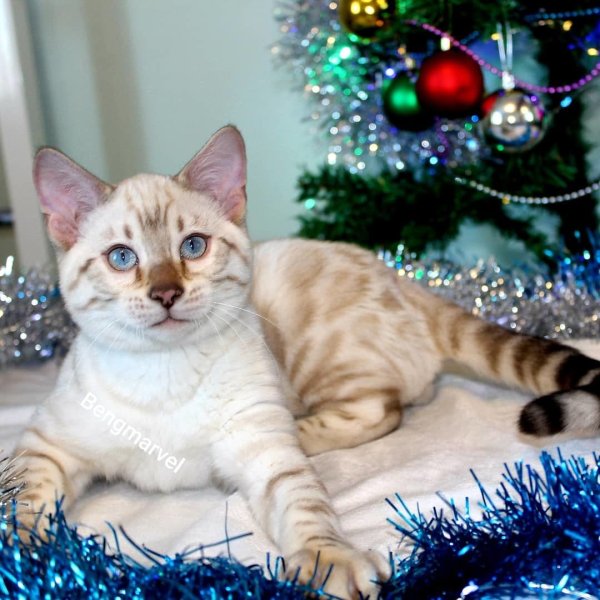 Бенгальский снежный Линкс