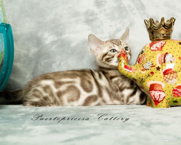 Бенгальский кот Барс