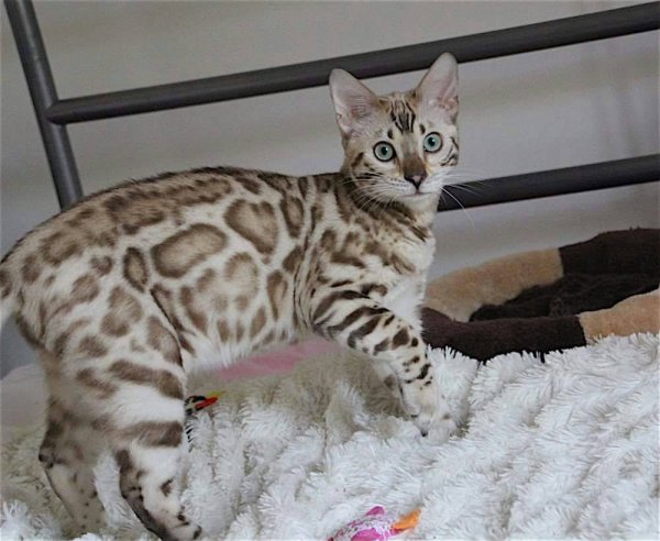 Бенгальская кошка окрас Линкс