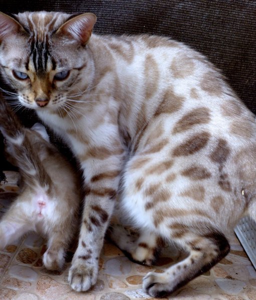 Чаркоал бенгал