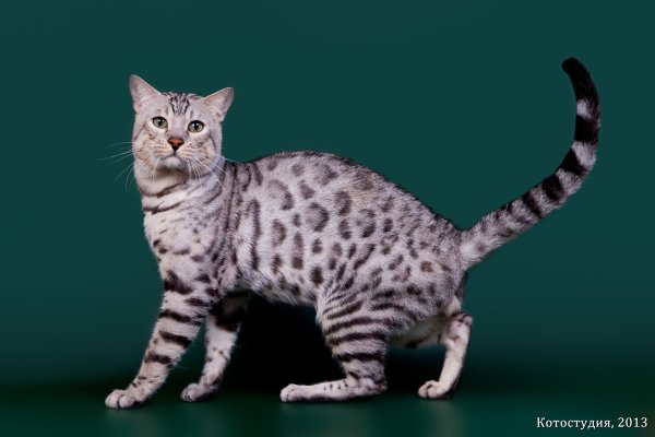 Котята бенгалы снежный Барс