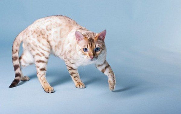 Бенгальская кошка окрас Линкс