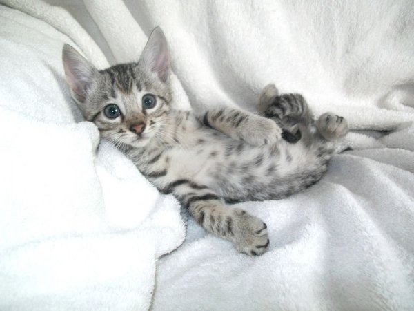 Бенгальский кот серый