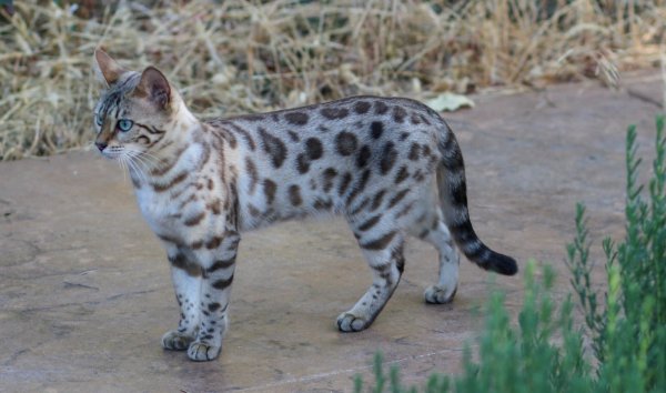 Бенгальская кошка голубая