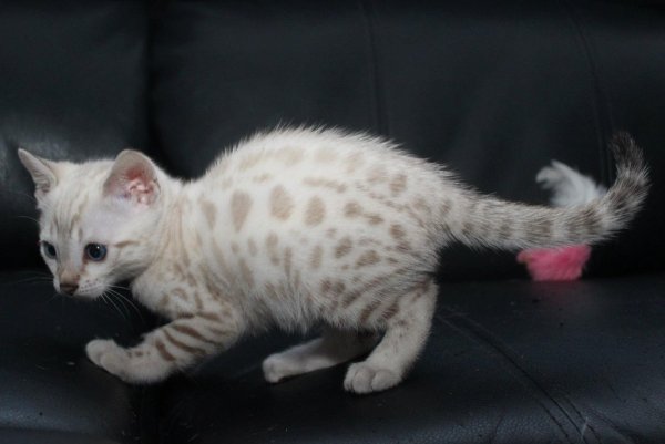 Бенгальский снежный Линкс