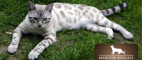 Бенгальская кошка снежный Барс