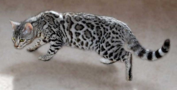 Бенгалы снежный Барс