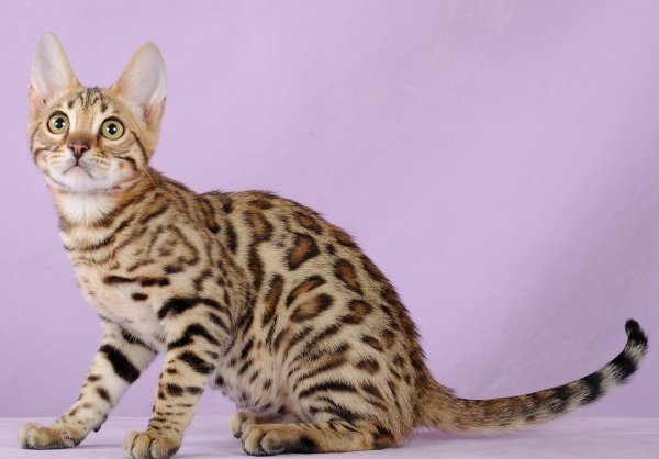 Бенгальская кошка альбинос