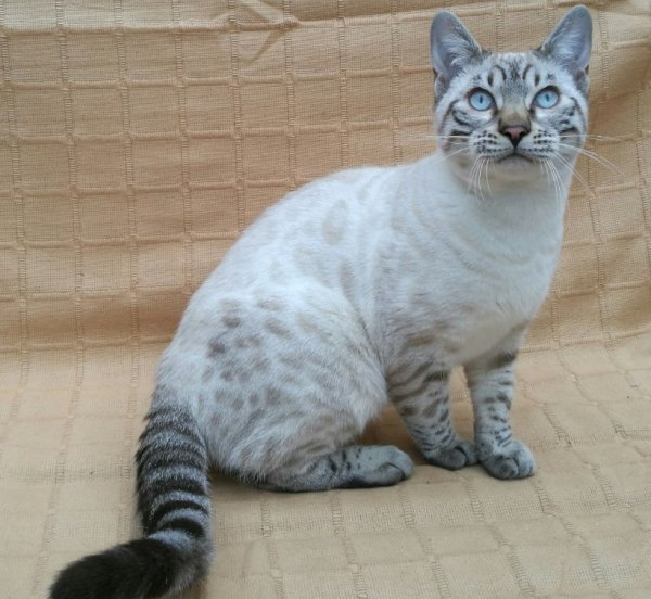 Бенгал Линкс