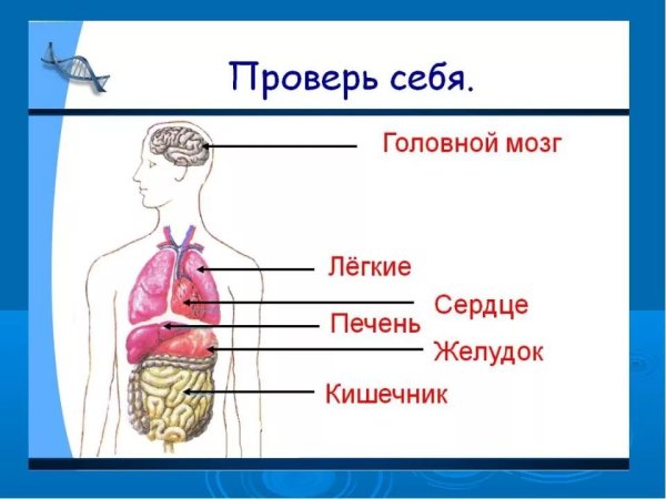 Организм человека схема внутреннее строение 2класс