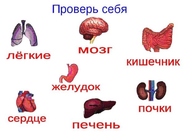 Модель внутреннее строение организма 3 класс