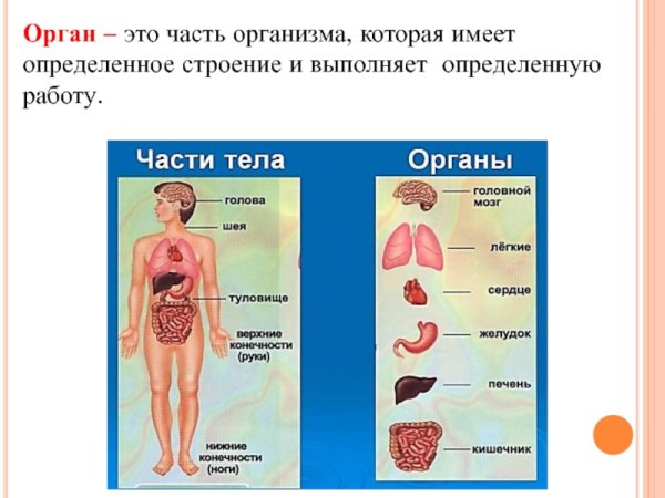 Организм человека схема внутреннее строение 2класс
