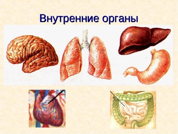 Внутренние органы человека 2 класс