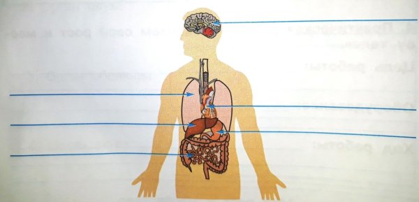 Строение тела человека 2 класс окружающий мир школа России