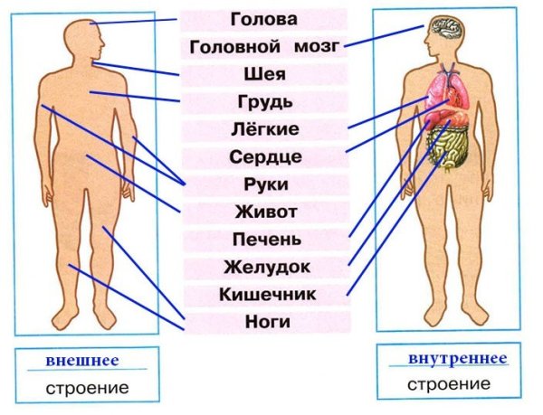 Внешнее и внутреннее строение человека
