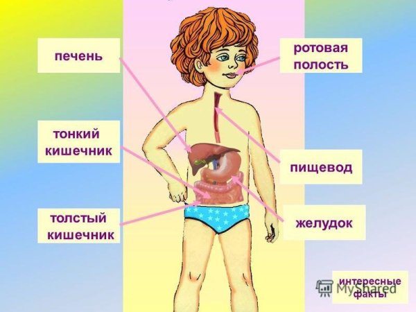 Система пищеварения человека схема 4 класс