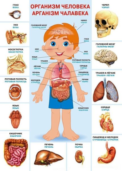 Органы человека