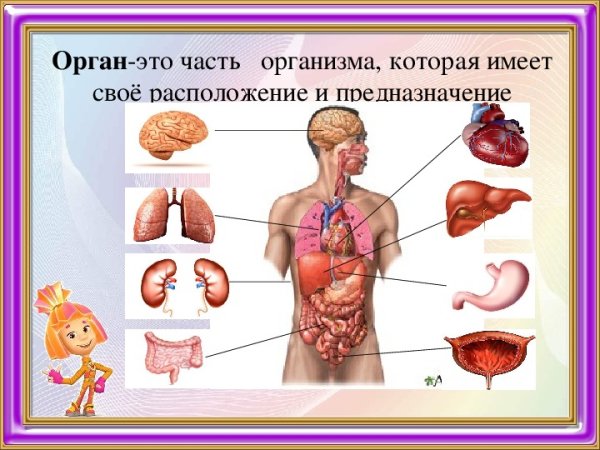 Тема организм человека
