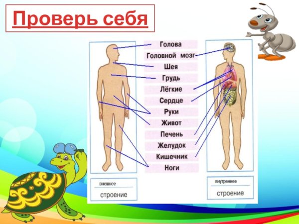 Окружающий мир тело человека