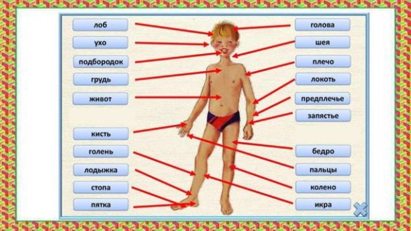 Строение человека части тела