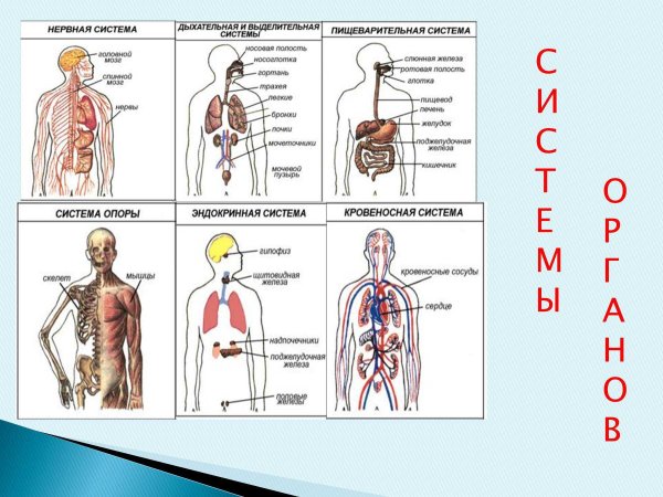 Системы органов человека 3 класс окружающий мир