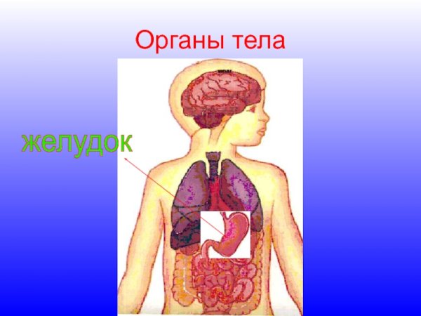 Модель внутреннего строения человека