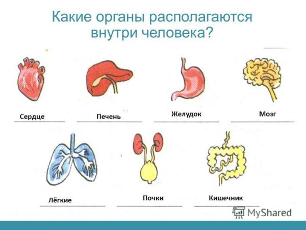 Органы человека схема 3 класс