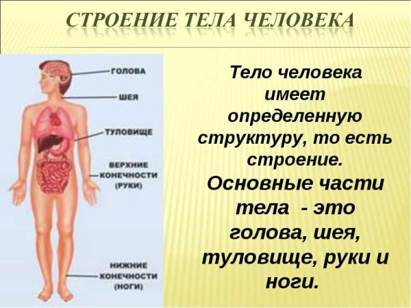 Строение тела