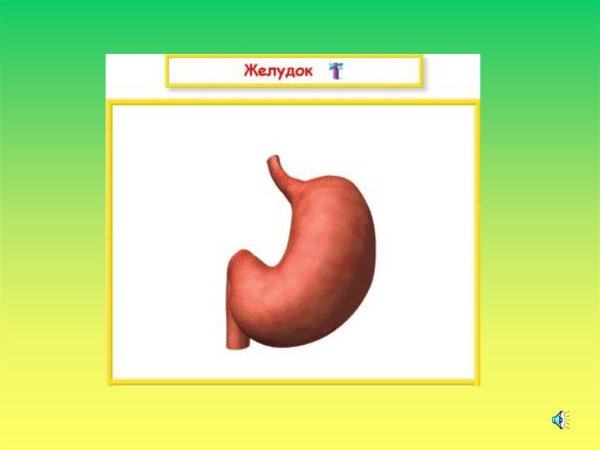 Строение тела человека внутренние желудок