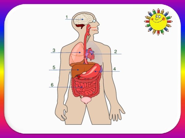 Органы человека 3 класс