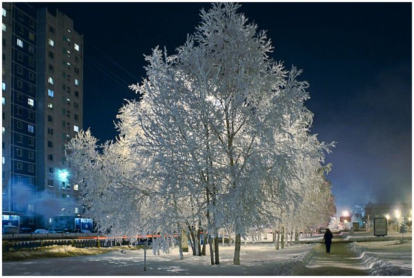 Снежные деревья в городе