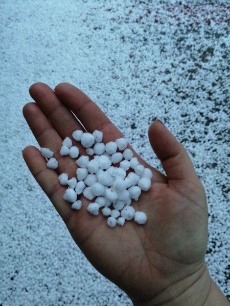 Крупка Снежная