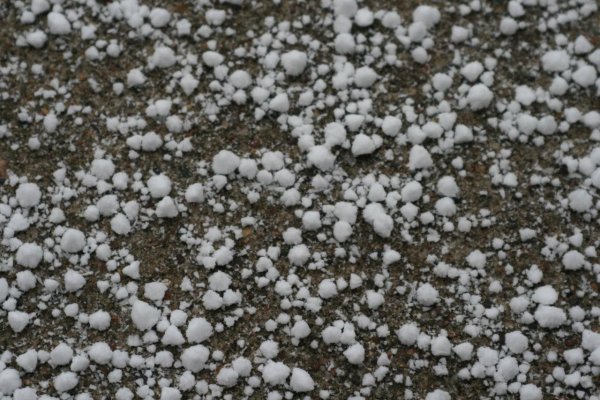 Крупка Снежная