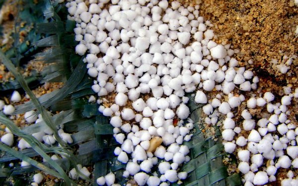 Крупка Снежная