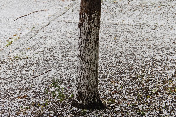 Осадки в виде крупы