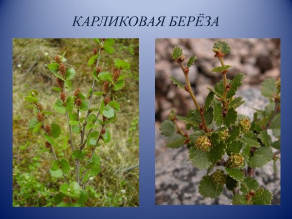 Полярная карликовая береза