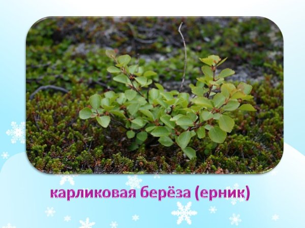 Карликовая берёза в тундре