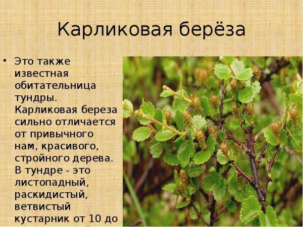 Карликовая береза ареал