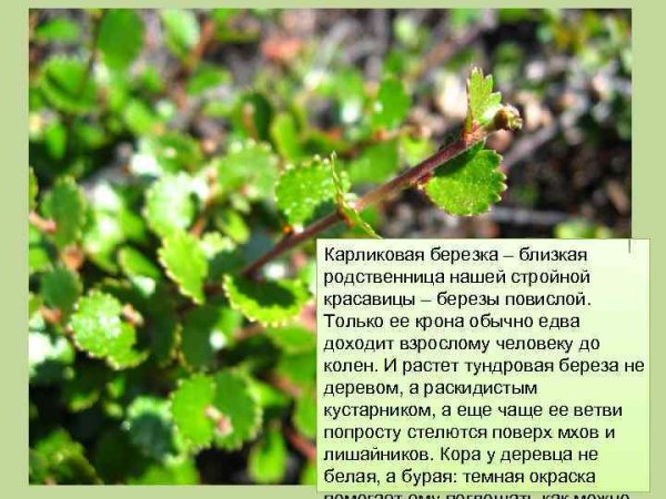 Карликовая береза где растет
