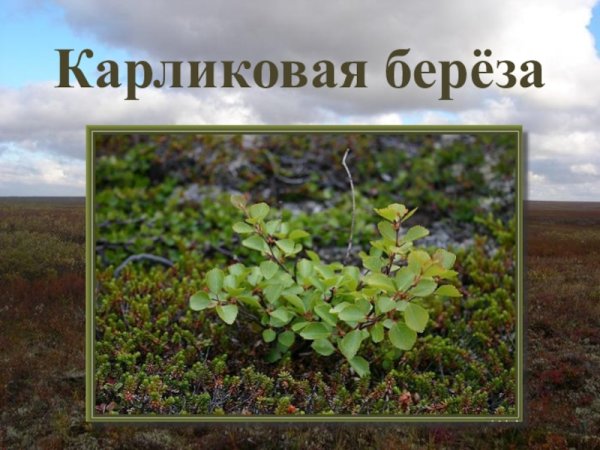 Полистовский заповедник карликовая береза