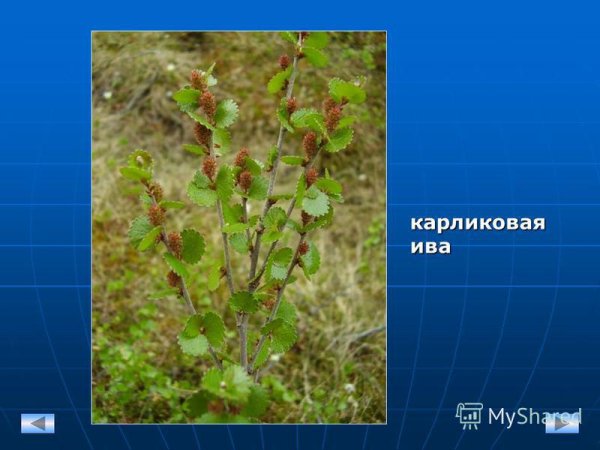 Карликовая береза и карликовая Ива