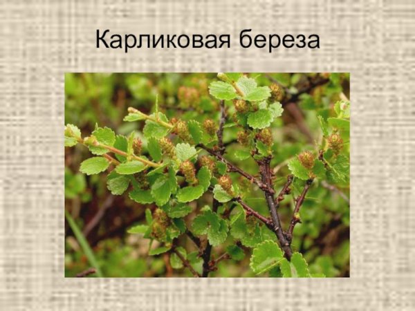 Карликовая береза ареал