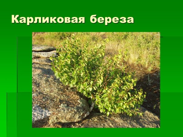 Карликовые растения тундры