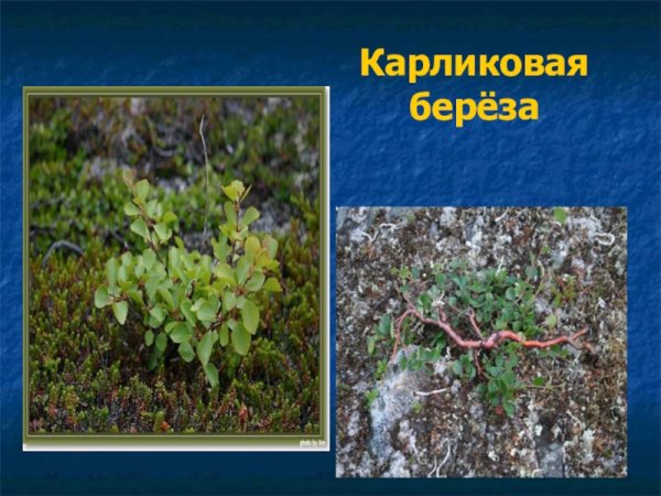 Карликовая береза зона обитания