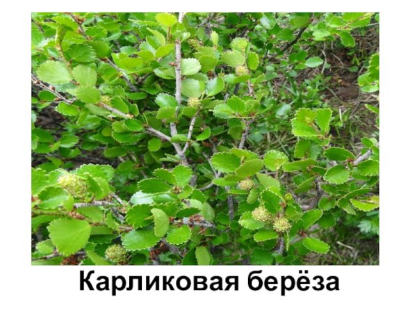 Береза и карликовая береза