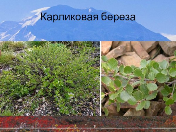 Карликовая берёза в тундре
