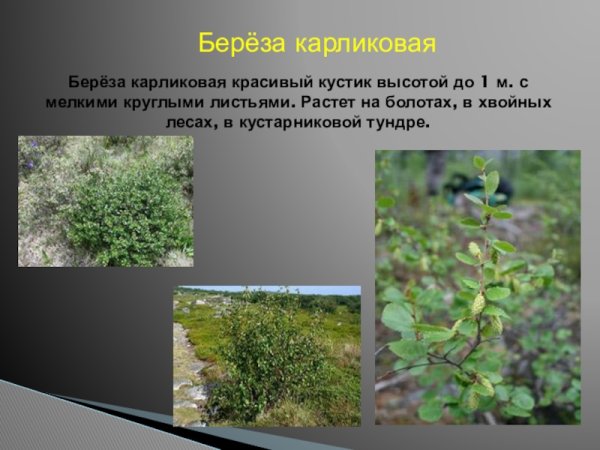 Карликовая береза Тверская область