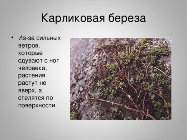 Карликовая берёза приспособленность