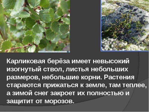 Корни карликовой березы