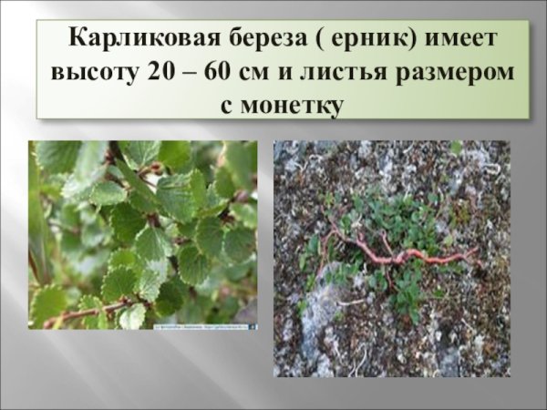 Карликовые берёзы (Ёрник